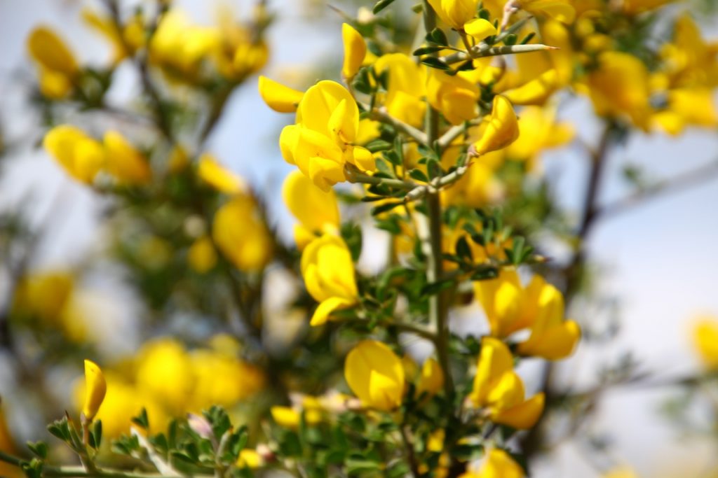 חינוך וולדורף הוד השרון | יוני: יום אמצע הקיץ ואיכות הסביבה